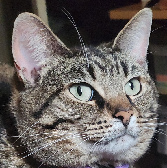 Meet your Posher, Sherry - Picture 1 of 1